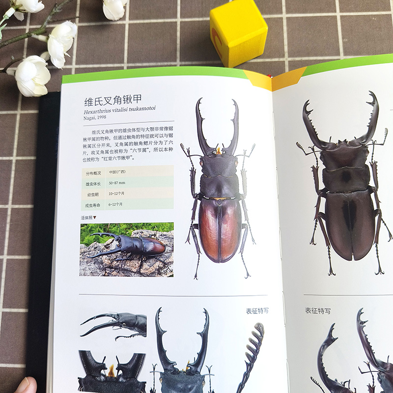 兜锹花臂甲虫 [正版]兜锹花臂甲虫书籍图鉴昆虫锹甲观赏图科普 世界200种观赏甲虫 杨瑞 好奇心书系 野外识别手册 铁甲高清大图