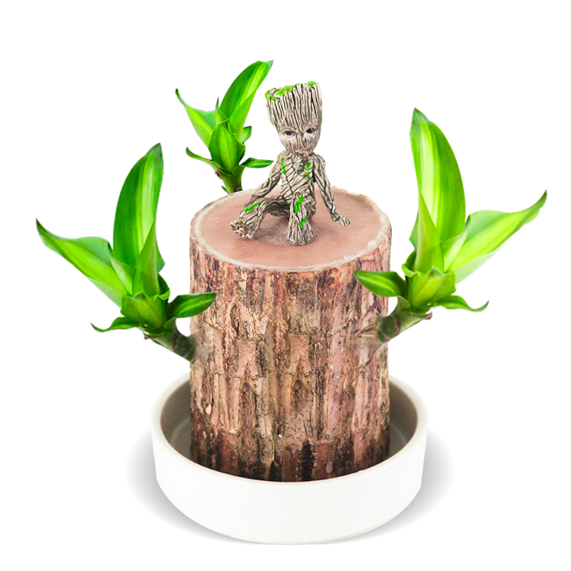 古达巴西木幸运木水养植物小盆栽办公室内桌面格鲁特四季树桩水培绿植