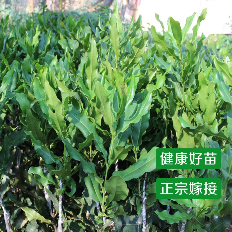 树苗夏威夷坚果苗桂热一号杏仁坚果南方种植带土带叶澳洲坚果1棵(营养