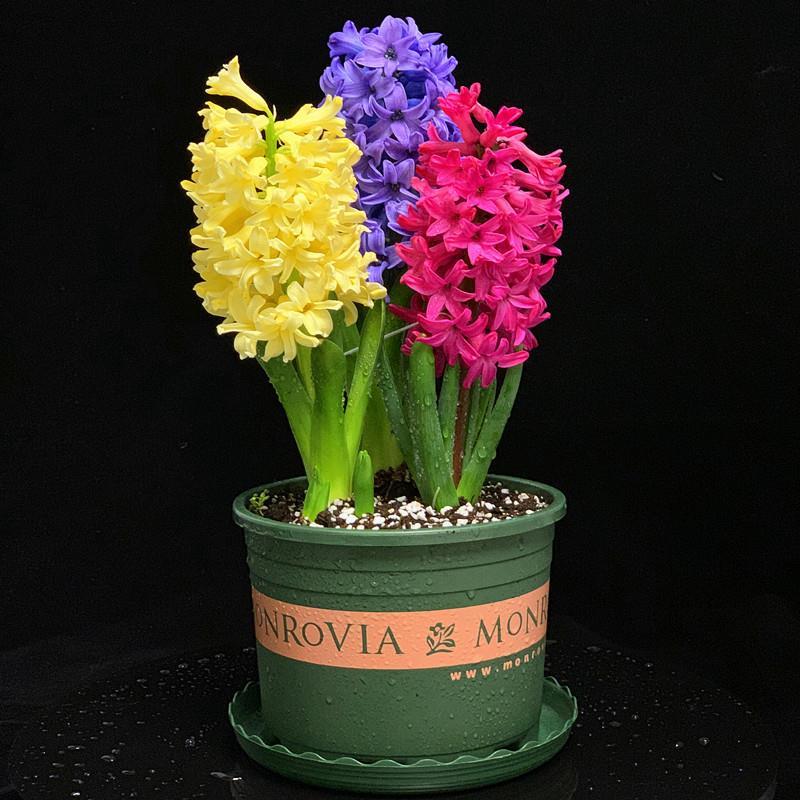 风信子种球三颗球水培土培四季盆栽室内耐寒大球种子香味百合花卉