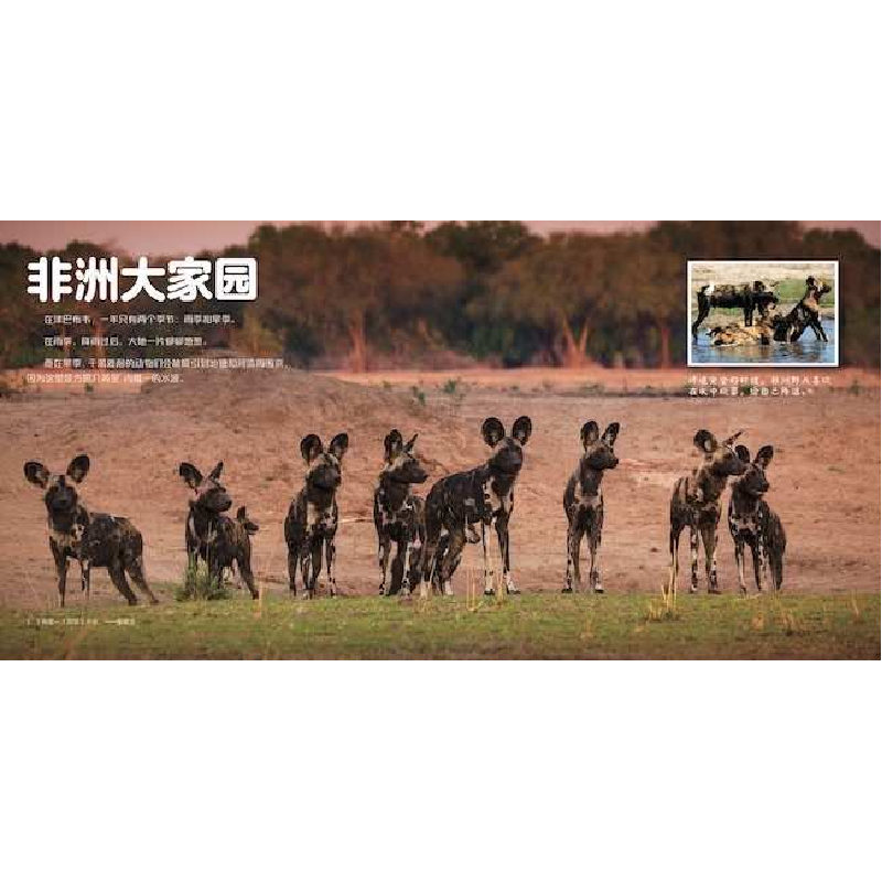 正版新书]王朝 科普版(全5册)(英)丽莎·里根9787110104989高清大图