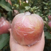[嘉琪果果]山西纸加膜红富士苹果4.5斤(果子越大,口感越好)/大果(果径85mm+)6-8个装