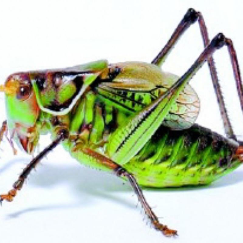 图书>传记>其他>图书其它>蝈蝈笼蝈蝈活虫铁皮蝈蝈绿蝈蝈夏蝈蝈过冬