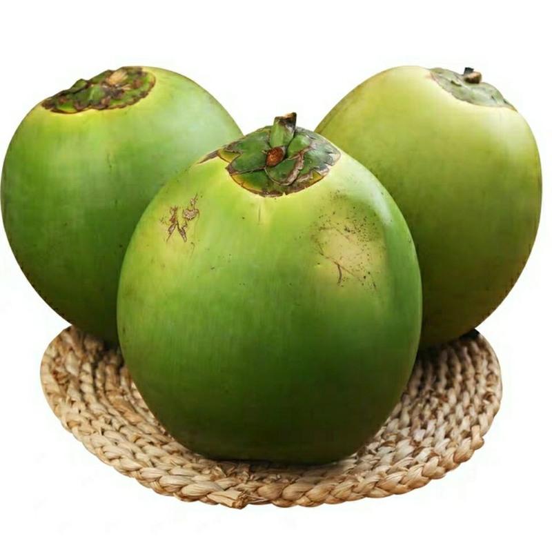 赛卡伊海南文昌新鲜椰子三亚当季现摘带皮大椰青水果青耶子天然椰汁