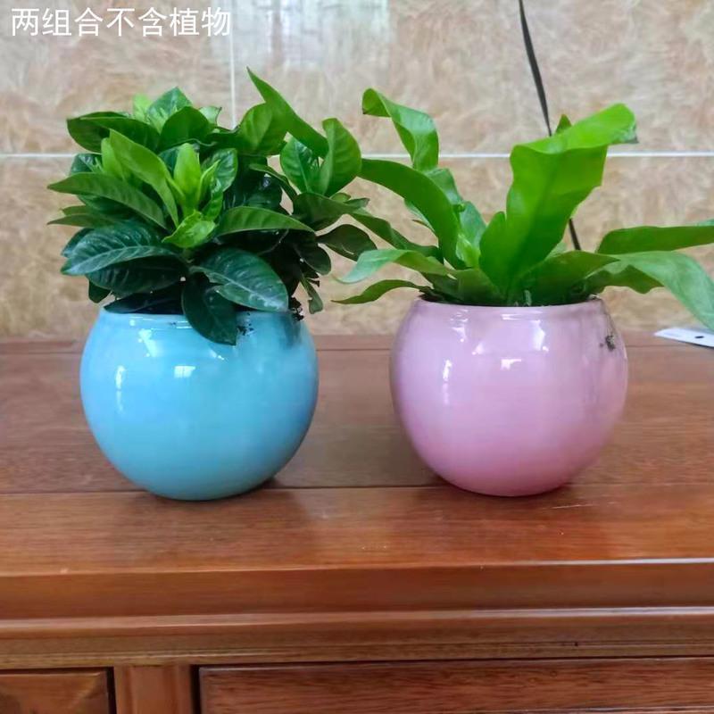 免钉壁挂水培植物迷你小花盆栽创意挂墙玻璃花瓶 陶瓷小花盆两件组合