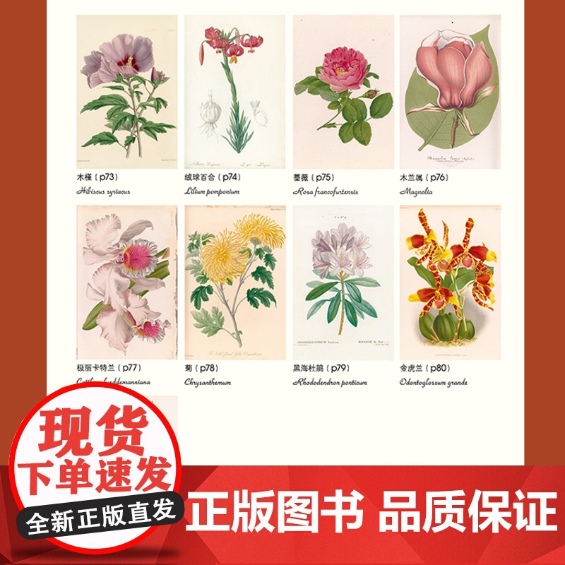 新书 绿手指园艺《邱园植物绘本Ⅱ》植物-图集高清大图