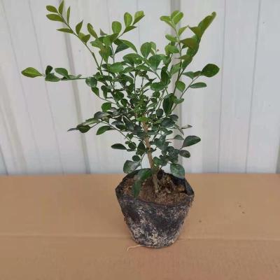 九里香盆栽九里香花苗带花绿植七里香苗开花香气芬芳驱蚊植物 九里香