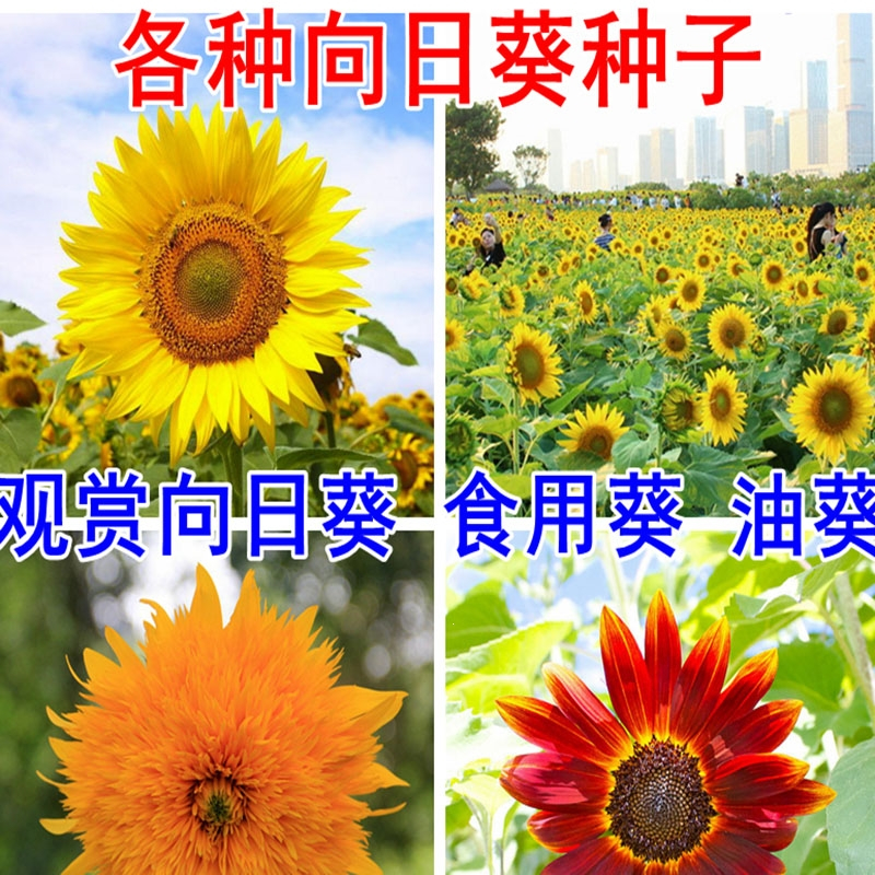 回固向日葵种子观赏食用花店切花种籽葵花籽油葵矮秆多头室内外盆栽孑报价 参数 图片 视频 怎么样 问答 苏宁易购