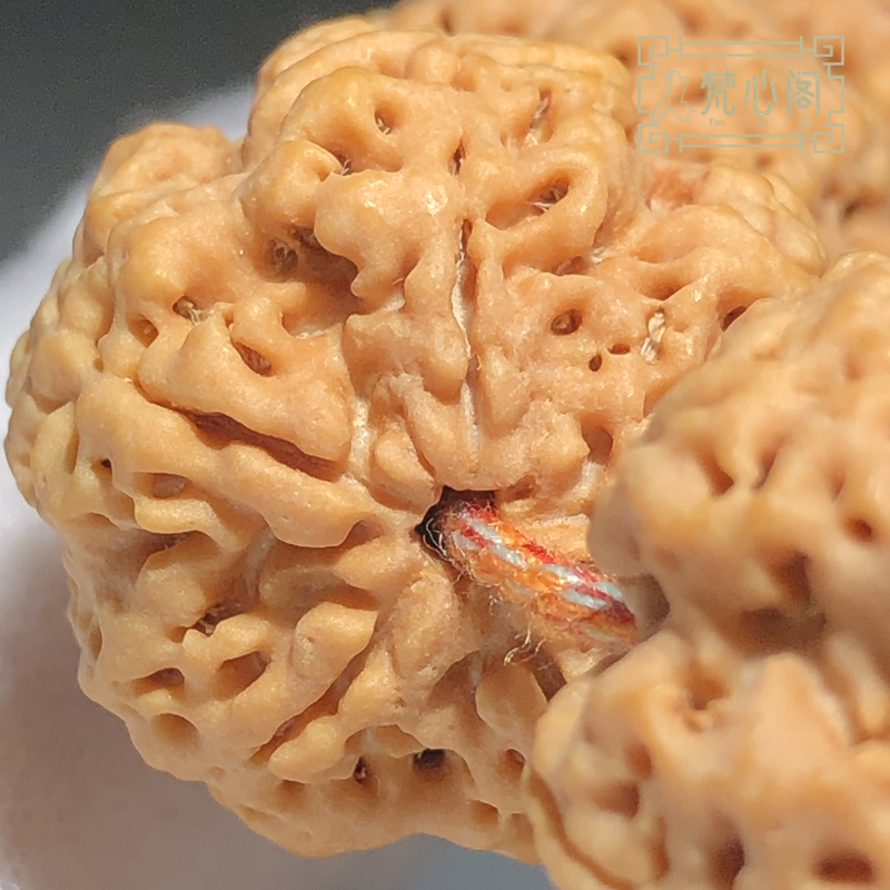 [梵心阁]五星爆肉双龙尼泊尔大金刚菩提手串男士菩提子原籽文玩佛珠送礼 21mm爆肉双龙纹