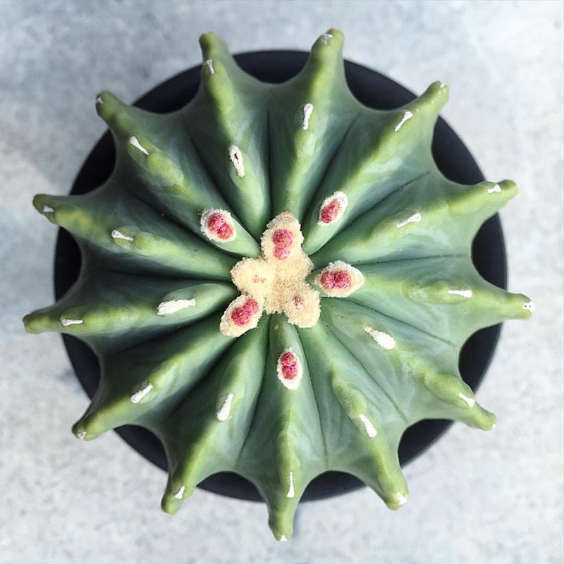 无刺王冠龙 实生仙人球 群花开花量大古达 多肉盆栽