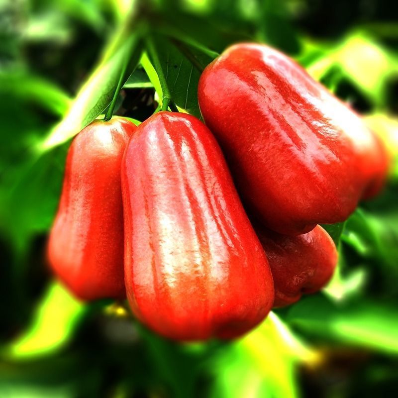 湛航泰国黑金刚莲雾进口新鲜水果连莲雾果汁多脆甜雾连批发当季参数