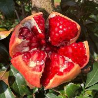 鲜贝达 突尼斯软籽石榴带箱9斤装[单果250g起]新鲜水果