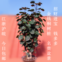 办公室内盆景大型绿植财树招财植物金钱树金钱兜盆栽福禄桐树桩