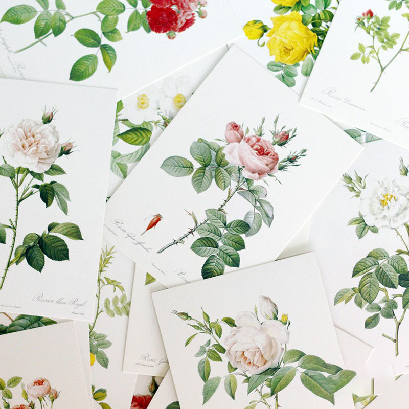 [正版]出类艺术明信片 至爱玫瑰圣经 雷杜德精美手绘玫瑰插图 创意生日贺卡手绘花卉画集文艺小清新明信片高清大图