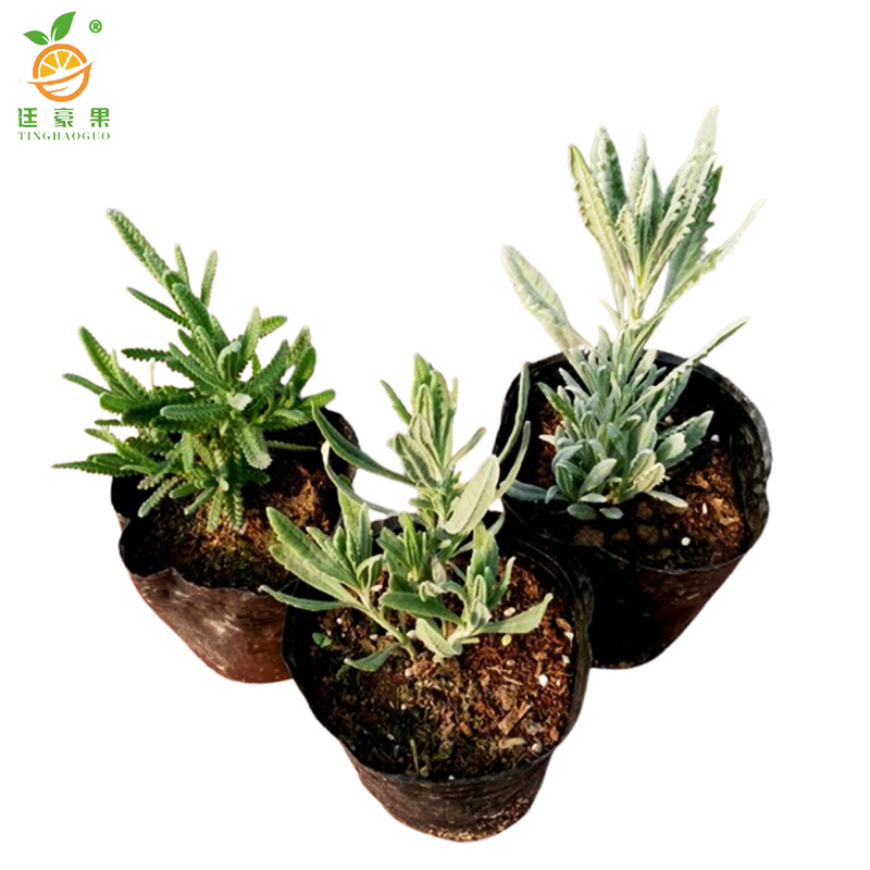 廷豪果 薰衣草根 XYC-2 /根高清大图