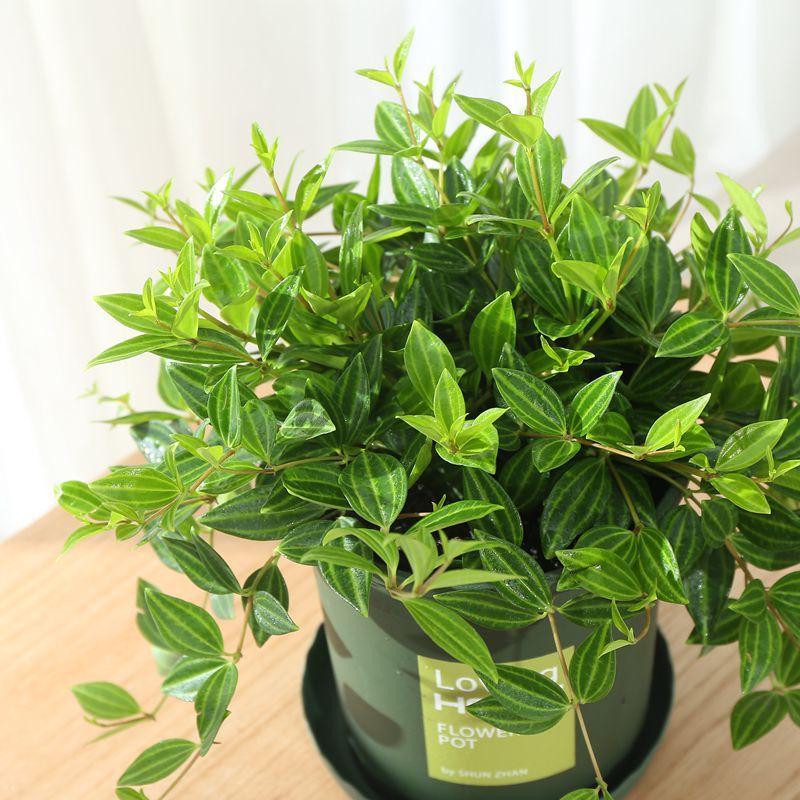 钻石翡翠盆栽兰植物花卉装修房净化客气吸甲醛苯室内绿植卧室