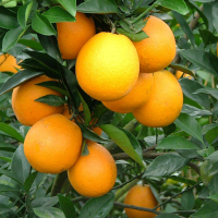 赣南脐橙 大果 2.5斤带箱 大口吃肉 生鲜水果 柑橘类 新鲜当季 陈小四水果 江西特产
