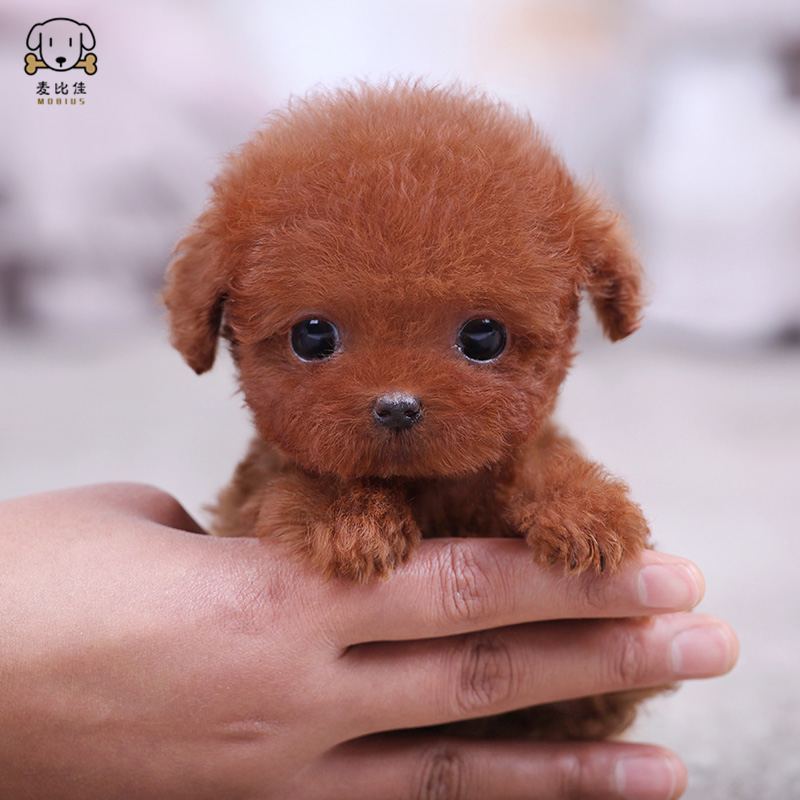 麦比佳泰迪犬幼犬泰迪犬狗狗活体茶杯犬泰迪宠物狗小体玩具型长不大微小体贵宾犬泰迪贵宾杯子狗视频挑选包健康狗狗高清大图