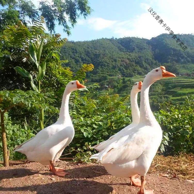 鹅肉新鲜大鹅整只白条真空大白鹅活 土鹅农家散养草鹅 一只大白鹅(6-7斤)图片