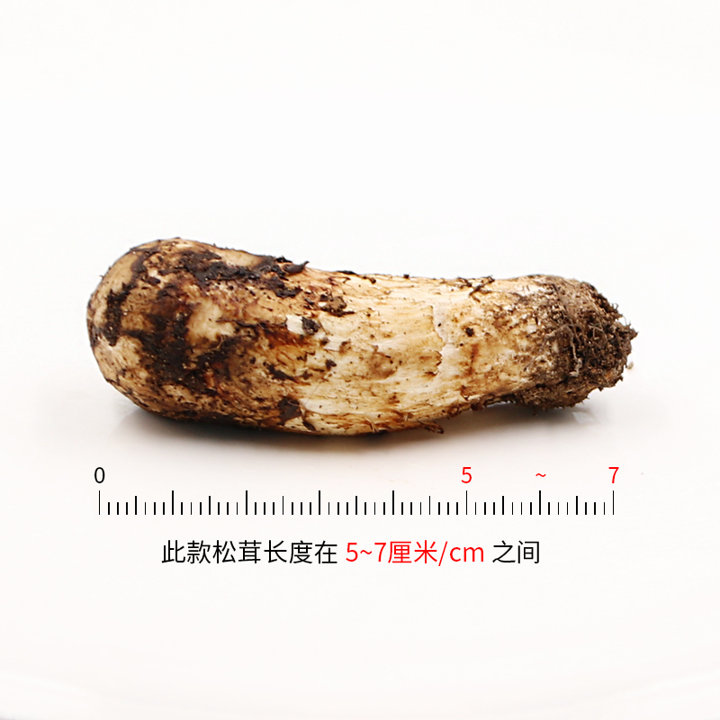 新鲜松茸 非云南香格里拉 四川甘孜野生菌菇未开伞 火锅食材礼盒装7cm-9cm 500g