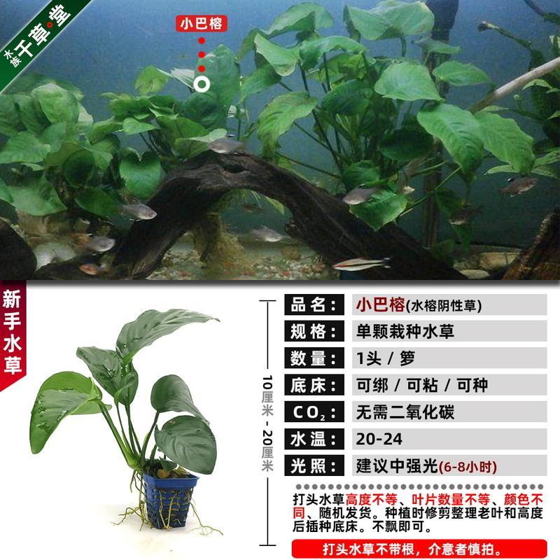 新手懒人鱼缸水草种子活体淡水植物造景大榕迷你小水榕沉木杜鹃根 小巴榕1箩一份 - (同款拍3发4)