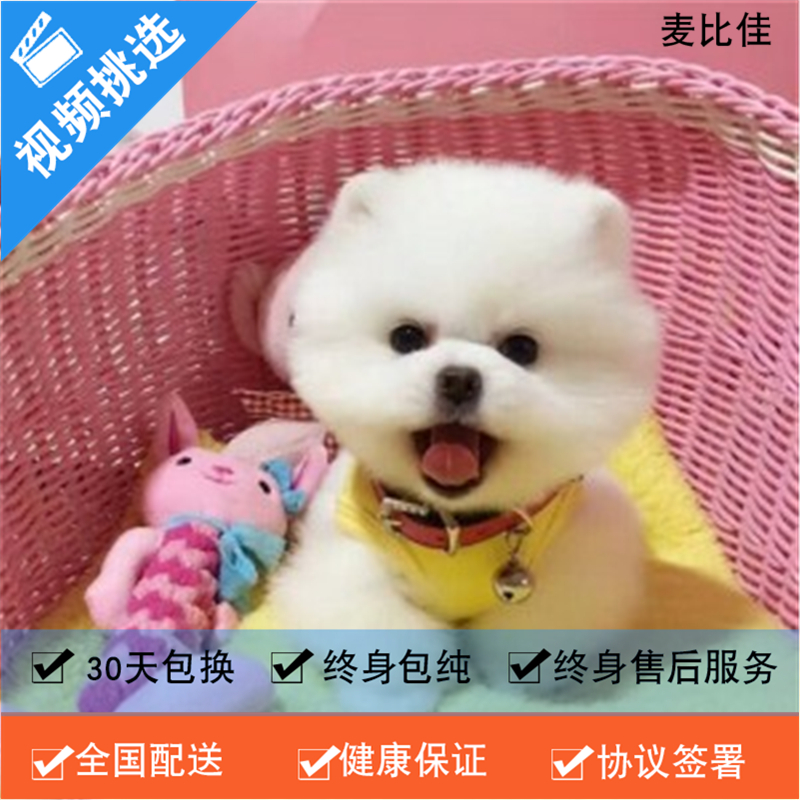 麦比佳 纯种哈多利系球体博美犬幼犬俊介 茶杯博美犬 日系俊杰双血统长不大的茶杯狗白色博美犬 赛级博美犬活体狗狗可送货上门