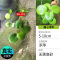 鱼缸造景莫斯沉木水榕无土植物懒人增氧真水草趴地矮珍珠陀草