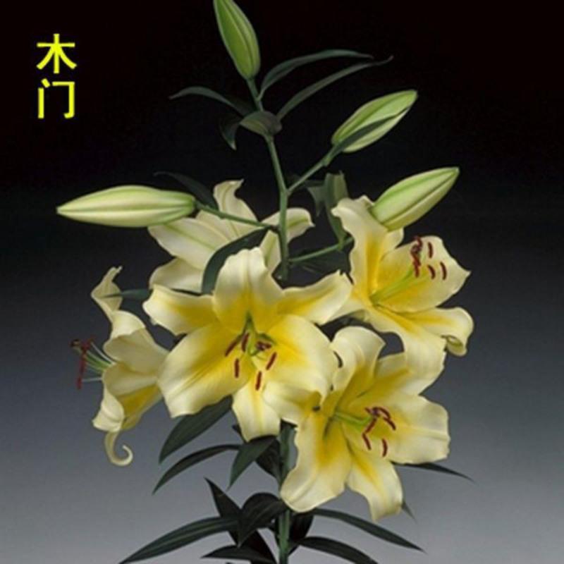 香水百合种球四季开花室内外花卉盆栽百合花好养易活精品特价清仓木门特惠1个球 生根粉报价 参数 图片 视频 怎么样 问答 苏宁易购