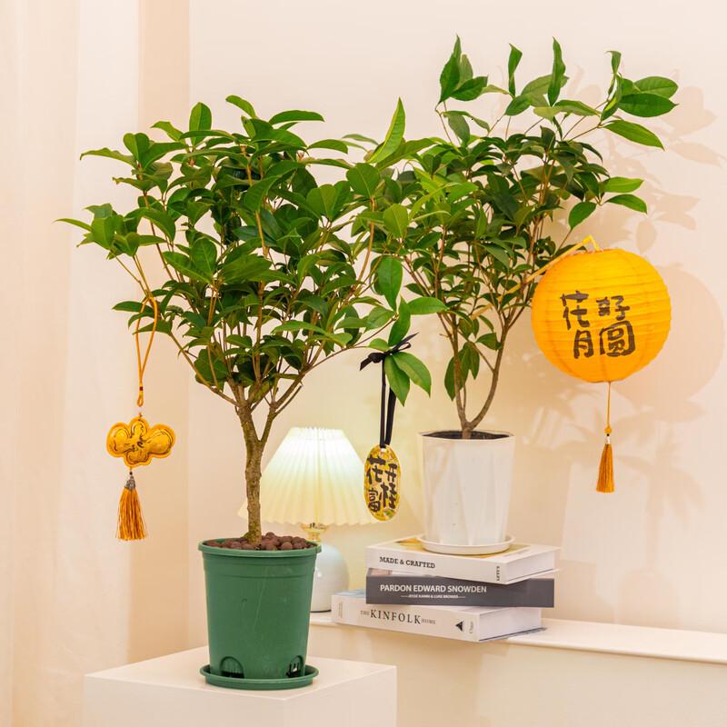花点时间(Reflower)桂花盆栽1盆高清大图