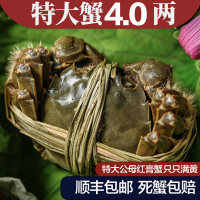 [活蟹]自然译鲜活螃蟹 精品红膏生鲜大闸蟹 公3.5-4.0两 母2.5-3.0两 5对10只装