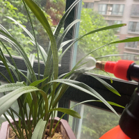 洋蝲蝲 喷壶 3L 单位:个