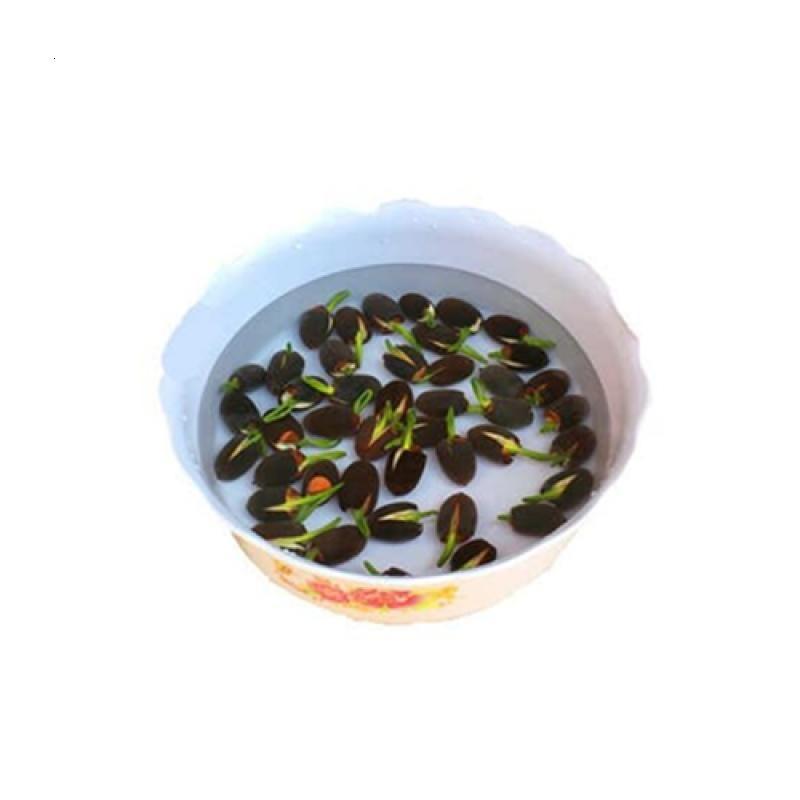 [买二送一][30粒碗莲种子+盆+营养液]培碗莲 荷花 莲花种子