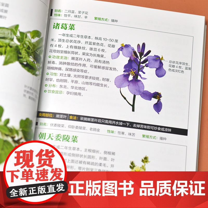 野菜图鉴 全新图解版高清大图