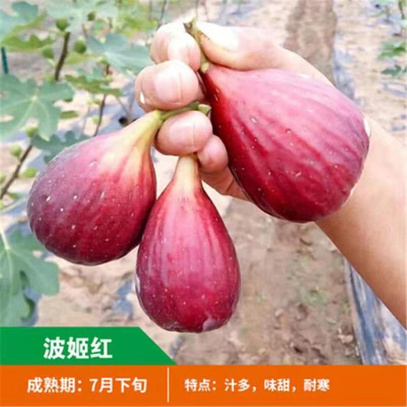 无花果树苗 耐寒地栽大盆栽阳台矮化波姬红当年结果南北方种植