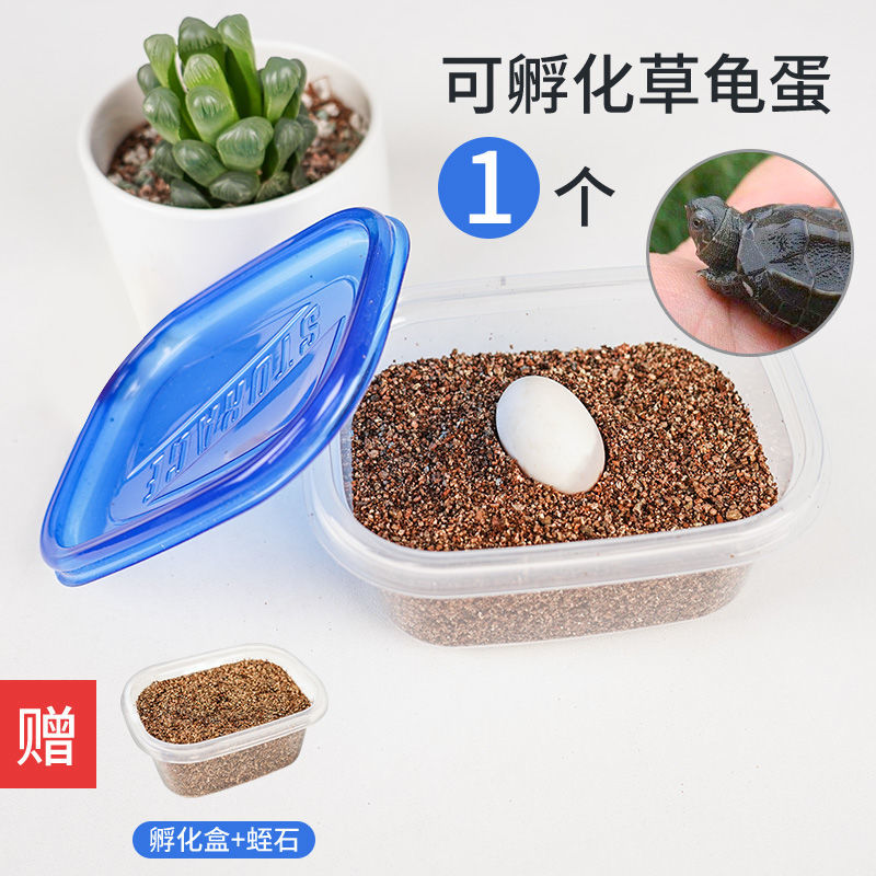 可孵化乌龟蛋巴西花龟蛋中华草龟蛋小乌龟活体学生宠物受精蛋活物 可孵化草龟蛋1个
