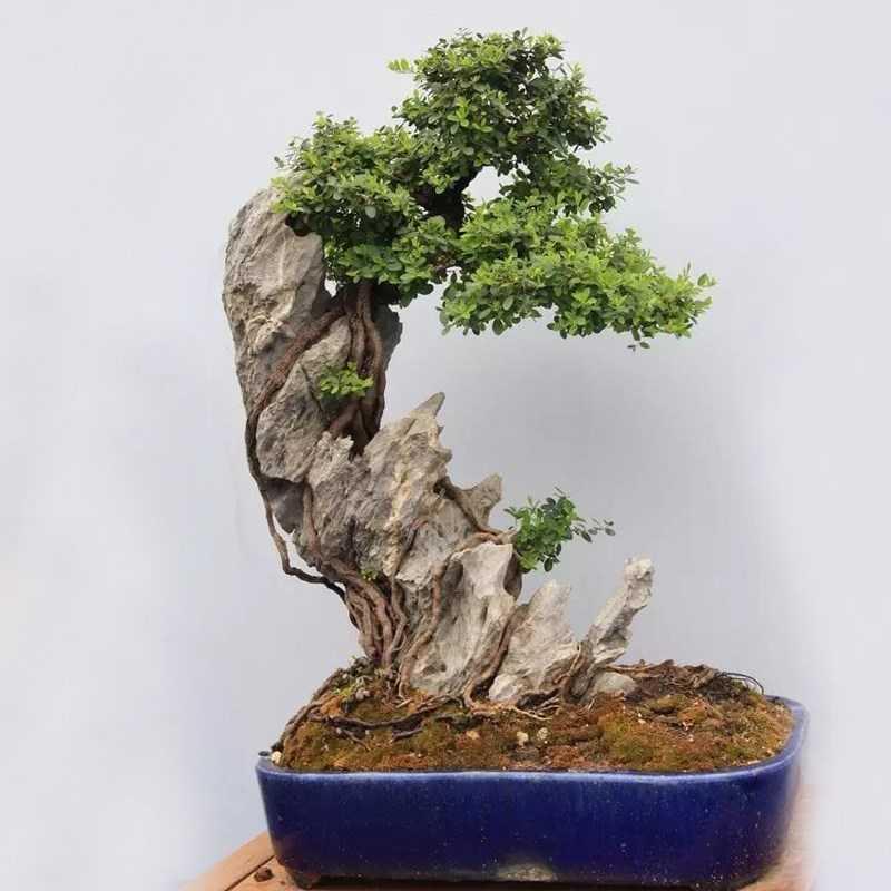 天然附树石鱼缸石造景盆景石鱼池假山石庭院原石奇石摆件景观石头1520