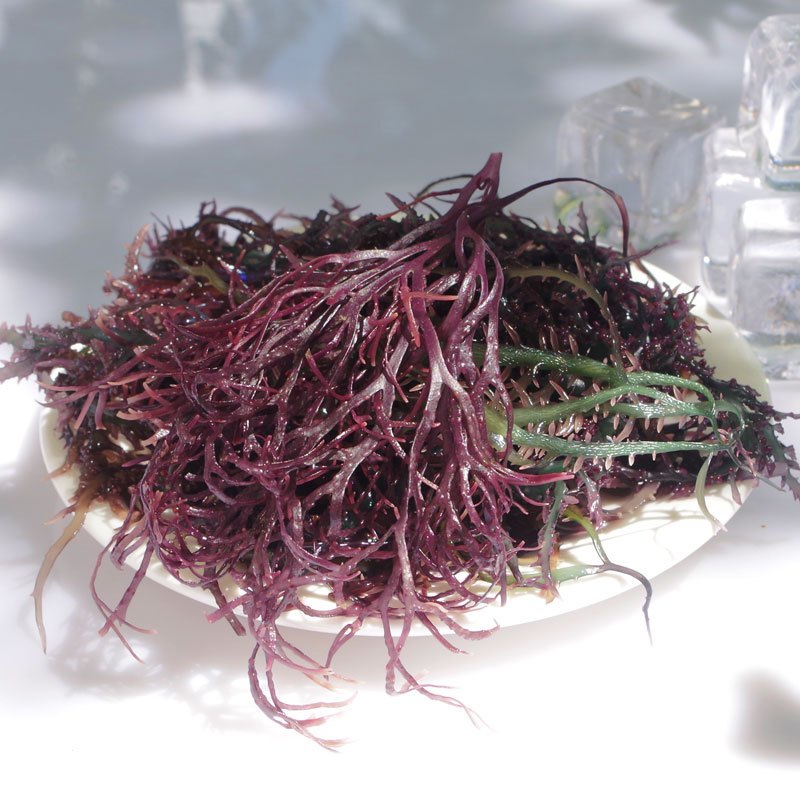 发代发南极冰藻干货智利海藻凤尾藻干紫晶冰藻250g