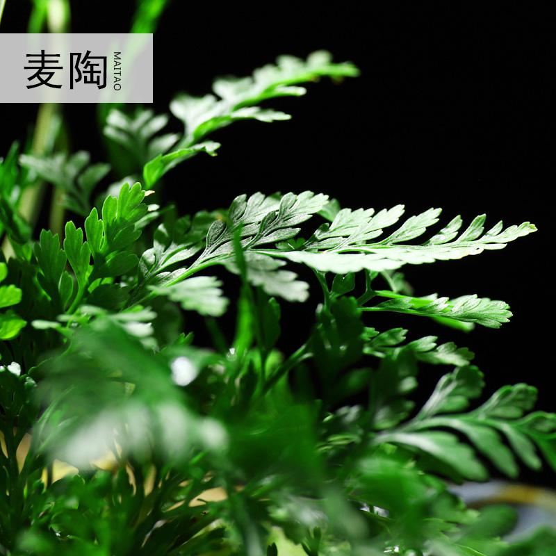 美帮汇禅创意陶瓷花盆简约个性菖蒲袖珍椰子植用室内组合盆栽装饰品高清大图