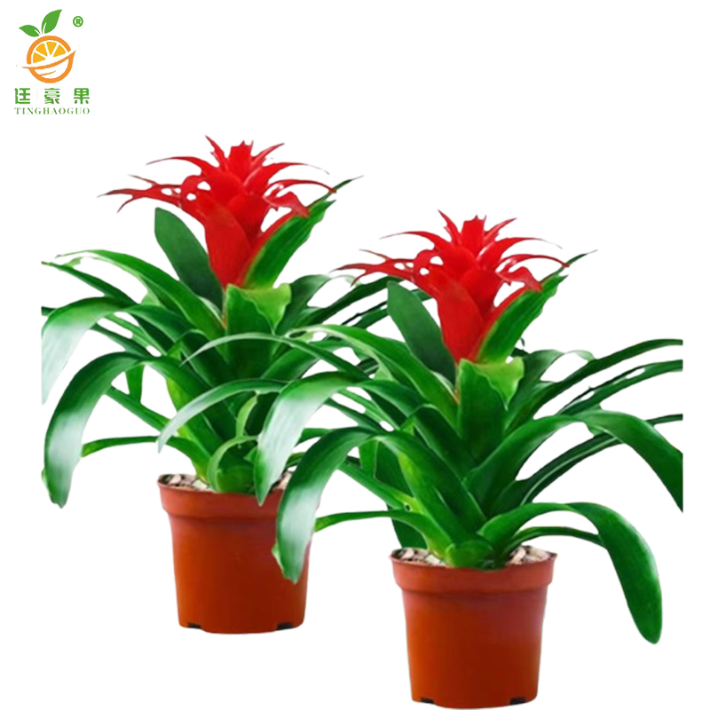 廷豪果 鸿运当头15株盆栽 XZ-1790# /盆高清大图