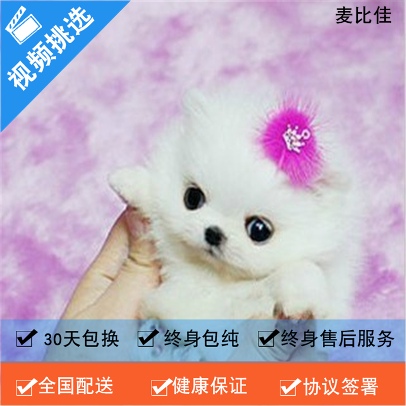 麦比佳 纯种哈多利系球体博美犬活体动物 茶杯博美犬 日系俊杰双血统长不大的茶杯狗白色博美犬 赛级博美犬活体狗狗纯种博美犬高清大图
