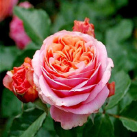欧悟 欧月花苗 藤本月季花苗 爬藤月季 庭院蔷薇花苗玫瑰花苗盆栽花卉 玛丽安 2年苗