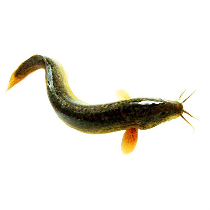 鲜活黄鳝