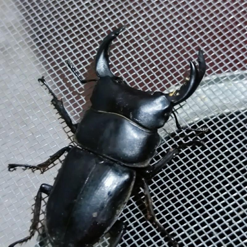 中大3044mm中大中国大锹锹形虫中华甲虫活体宠物独角仙成虫兜虫锹甲