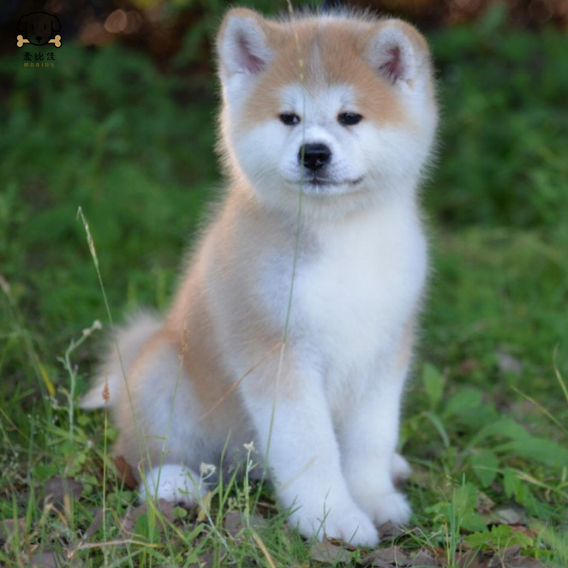 麦比佳 秋田犬幼犬 狗狗活体纯种双血统级大型犬秋田宠物狗 大骨架赛级高品质日系秋田看家护院忠犬八公狗视频挑选高清大图