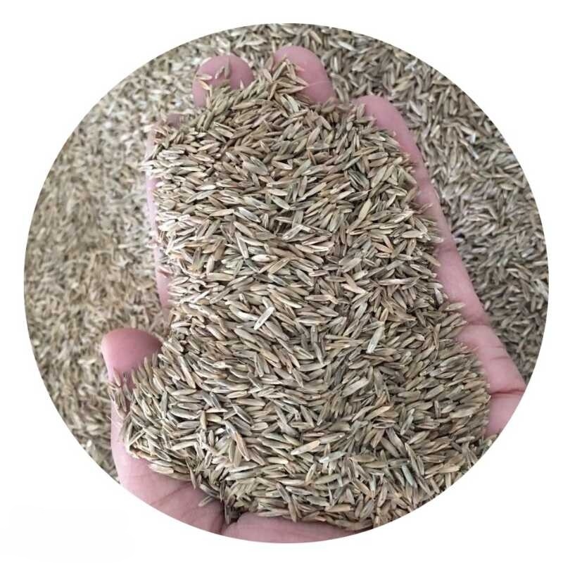 诚智旺 早熟禾草籽 净籽/千克高清大图