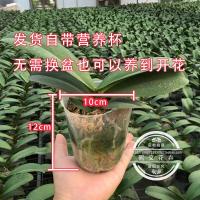 绿植蝴蝶兰苗盆栽四季花苗办公室内客厅桌面绿植花卉当年开花紫蝴蝶不含盆
