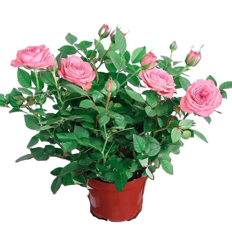 诚智旺 月季 YJH-5 /束高清大图