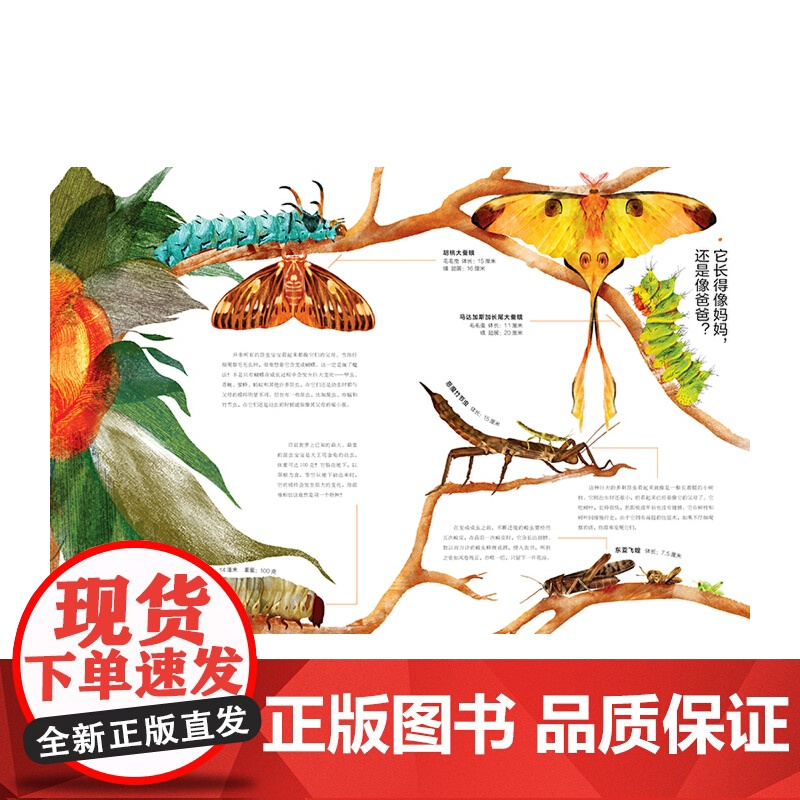 昆虫百分百高清大图