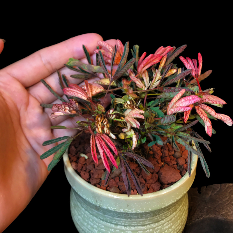 弹痕 花卉绿植盆栽 花卉