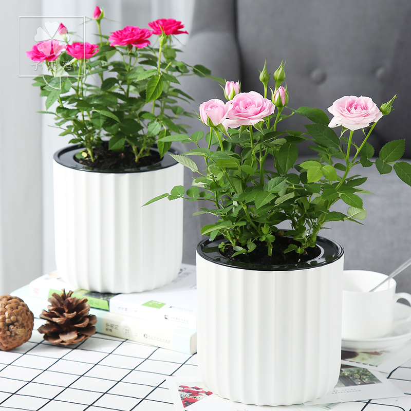 玫瑰花盆栽花卉观花植物室内花带花苞办公室绿植阳台好养开花不断
